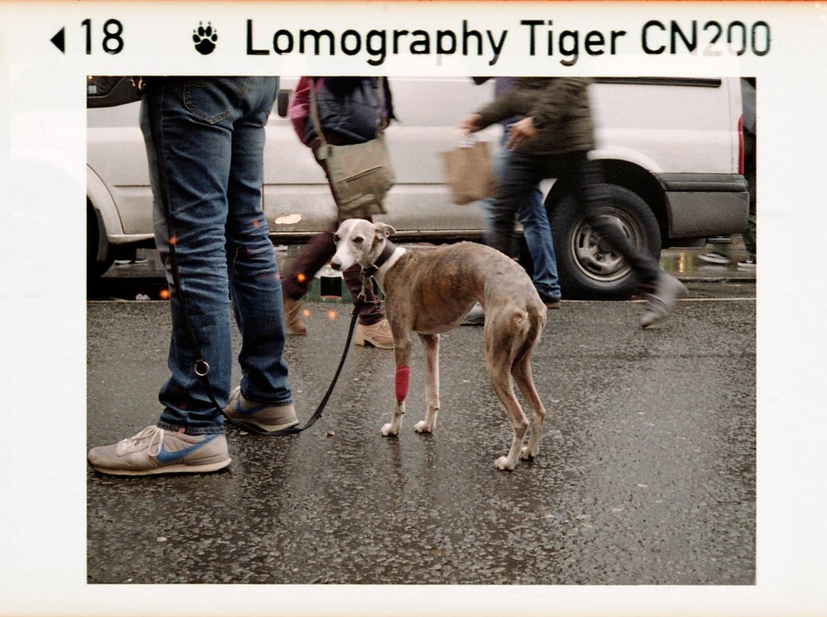 Lomography Color Tiger 200 - 110 - 24 Exposures - Rewind Photo Lab - Lomography