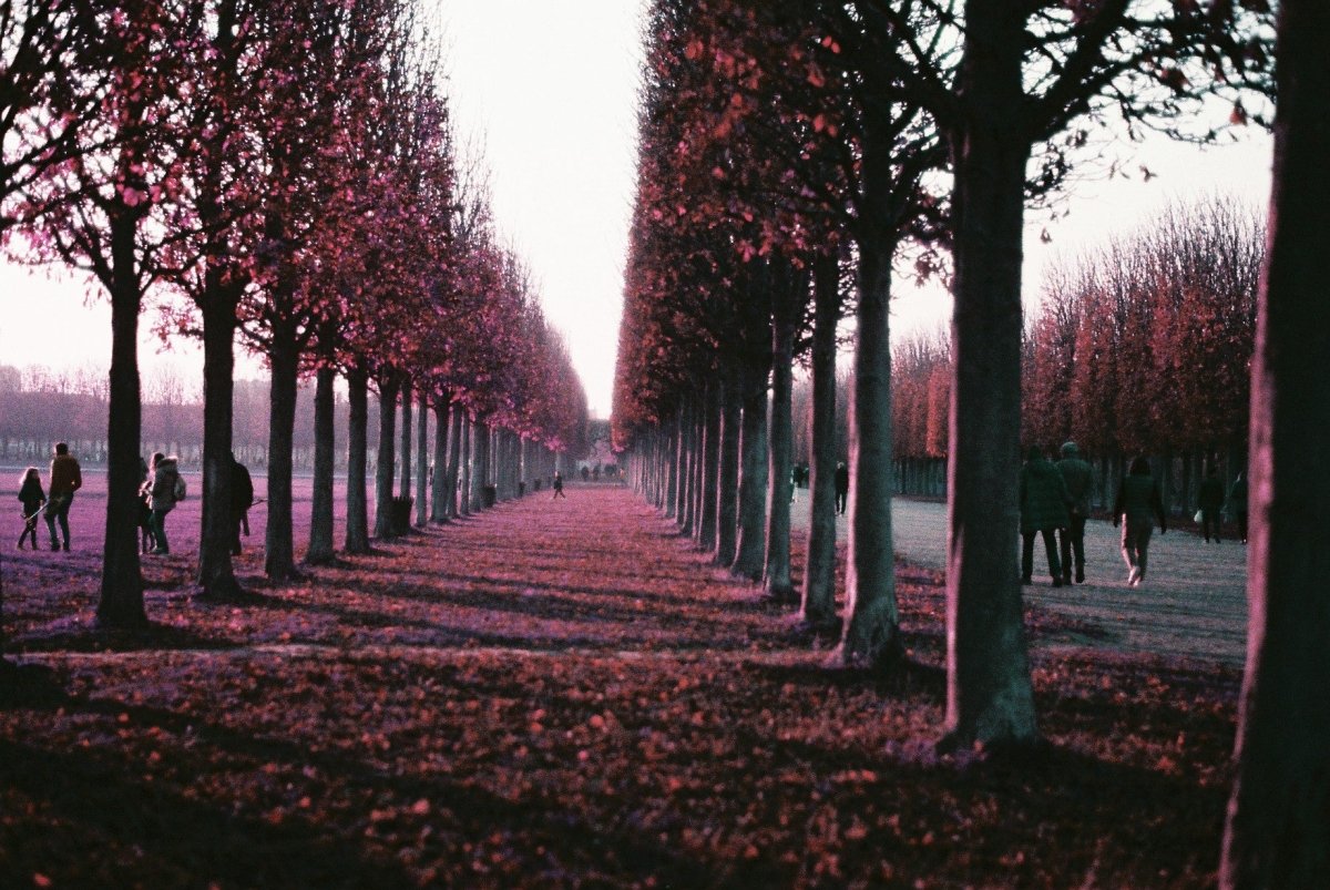 Lomography Purple - 35mm - 36 Exposure - Single Roll - Rewind Photo Lab - Lomography