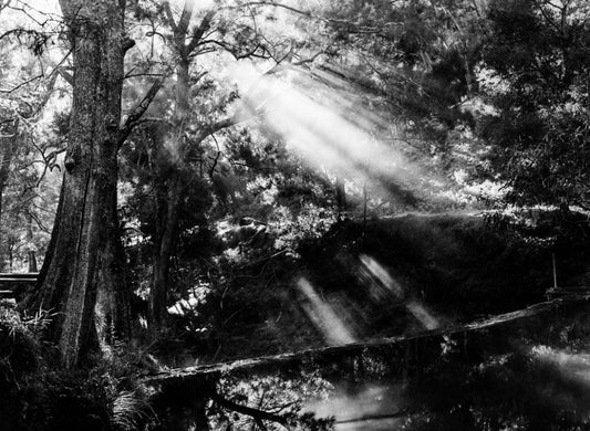 Ilford XP2 400 - 120 - Single Roll - Rewind Photo Lab - Ilford