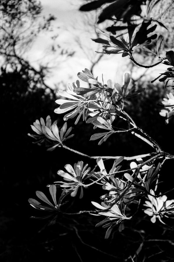 Kodak T-Max 400 - 35mm - 36 Exposure - Single Roll - Rewind Photo Lab - Kodak