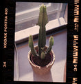 Load image into Gallery viewer, Kodak Portra 400 - 35mm - 36 Exposures - Single Roll - Rewind Photo Lab - Kodak

