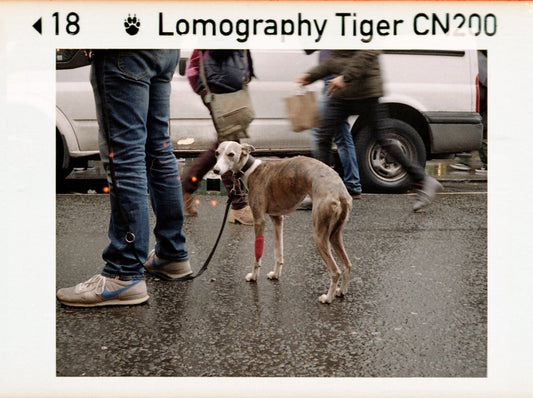 Lomography Color Tiger 200 - 110 - 24 Exposures - Rewind Photo Lab - Lomography
