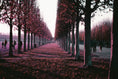 Load image into Gallery viewer, Lomography Purple - 35mm - 36 Exposure - Single Roll - Rewind Photo Lab - Lomography
