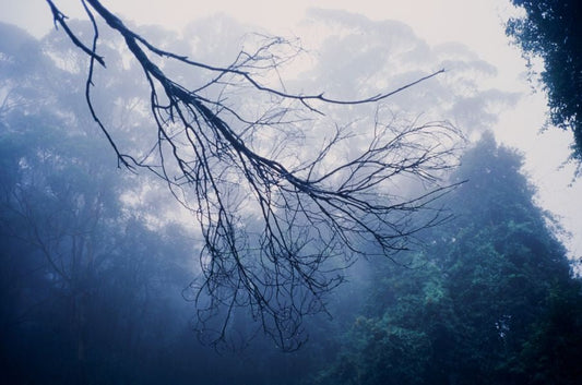 Fujifilm Velvia 100 - 35mm - 36 Exposure - Single Roll - Rewind Photo Lab - Fujifilm